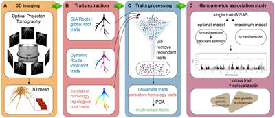 Topological data analysis expands the genotype to phenotype map for 3D maize <mark class="highlighted">root system architecture</mark>